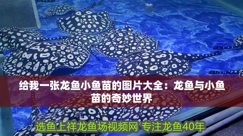 熱帶龍魚圖片