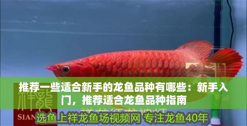 推薦一些適合新手的龍魚品種有哪些：新手入門，推薦適合龍魚品種指南