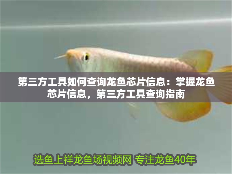 第三方工具如何查詢龍魚芯片信息：掌握龍魚芯片信息，第三方工具查詢指南