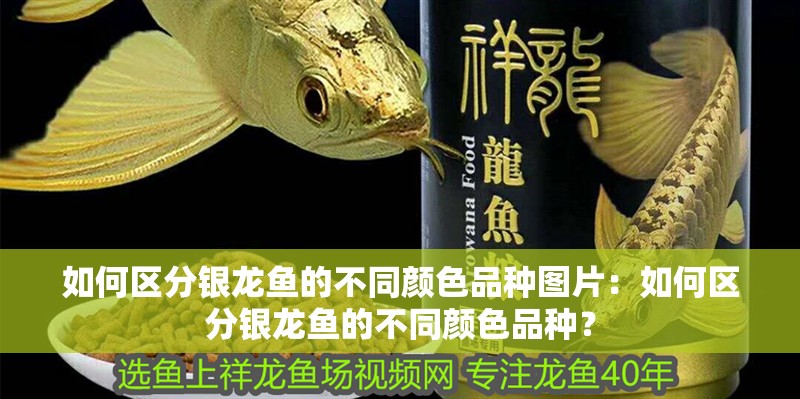 如何區(qū)分銀龍魚的不同顏色品種圖片：如何區(qū)分銀龍魚的不同顏色品種？