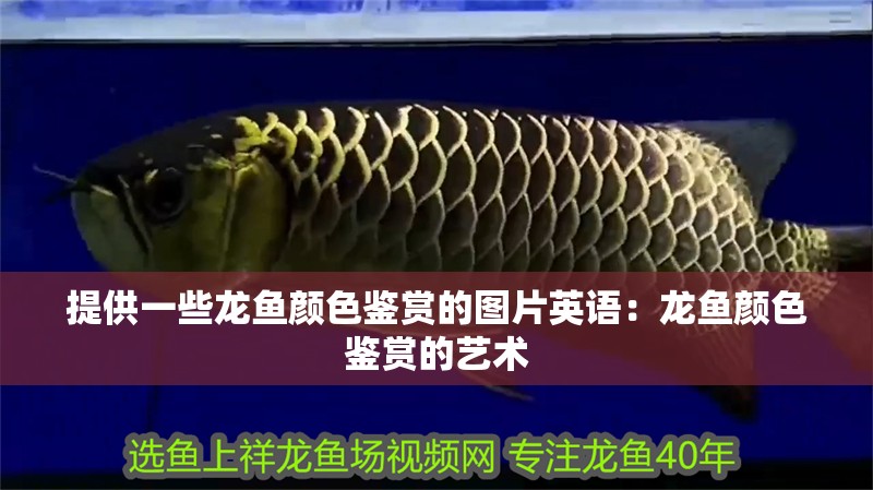 提供一些龍魚顏色鑒賞的圖片英語：龍魚顏色鑒賞的藝術