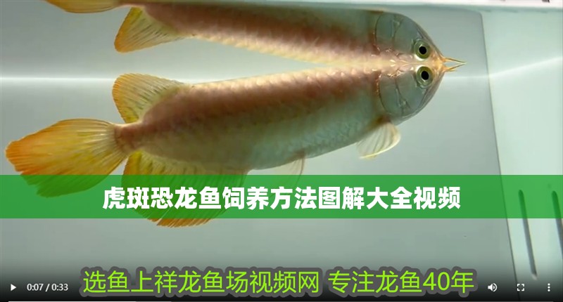 虎斑恐龍魚飼養方法圖解大全視頻