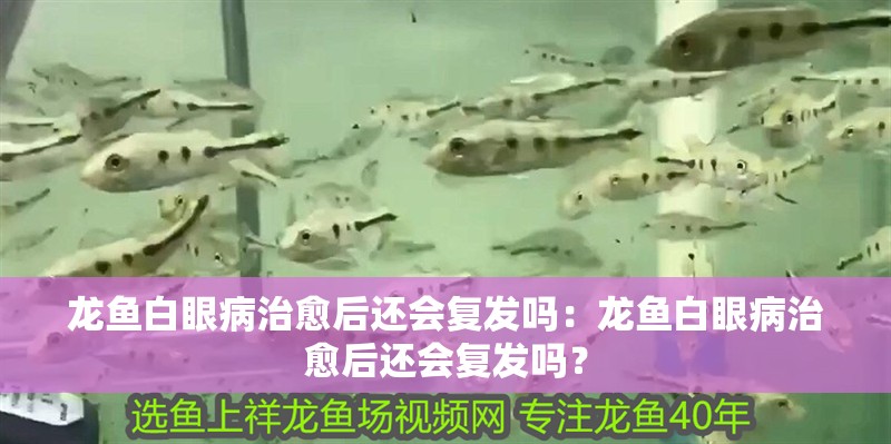 龍魚白眼病治愈后還會復發嗎：龍魚白眼病治愈后還會復發嗎？