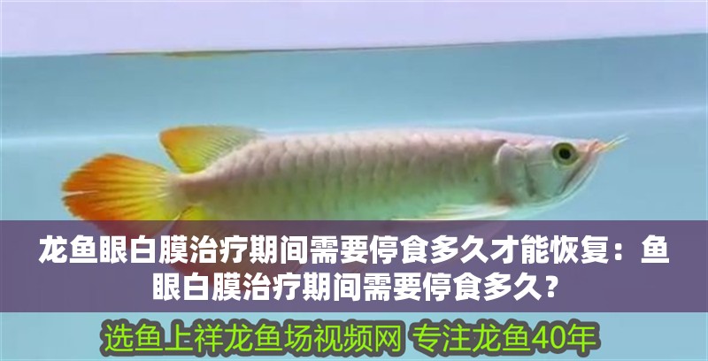 龍魚眼白膜治療期間需要停食多久才能恢復：魚眼白膜治療期間需要停食多久？