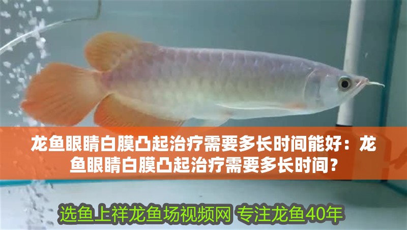 龍魚眼睛白膜凸起治療需要多長時間能好：龍魚眼睛白膜凸起治療需要多長時間？
