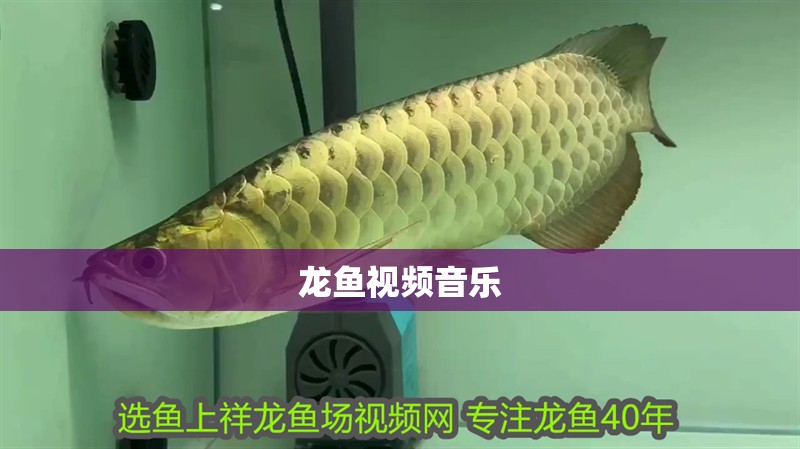 龍魚視頻音樂