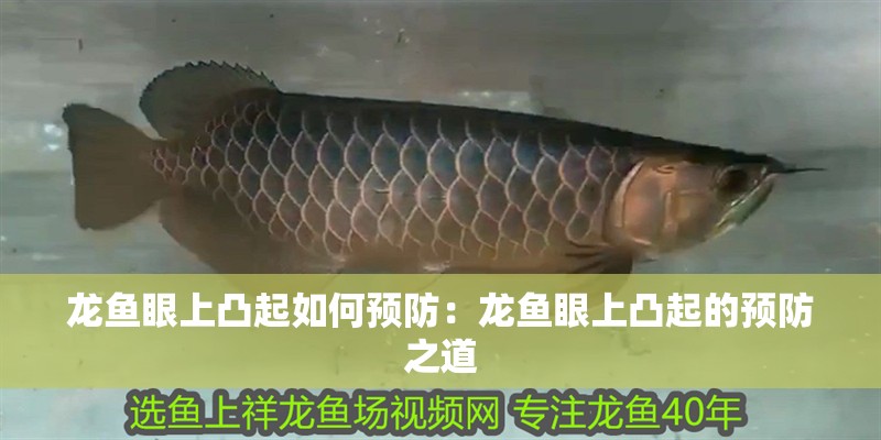 龍魚眼上凸起如何預防：龍魚眼上凸起的預防之道