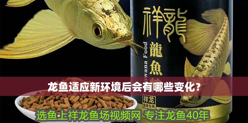魚缸用增氧泵價格是多少:魚缸增氧機-xtrac增氧機-xtrac增氧機 龍魚適應新環境后會有哪些變化? 龍魚百科 龍魚適應新環境后會有哪些變化? 龍魚適應新環境后會有哪些變化? 龍魚百科