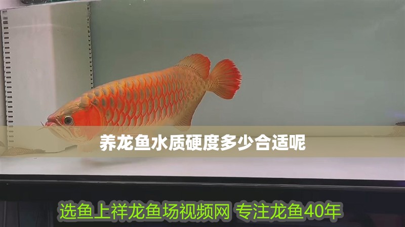 養龍魚水質硬度多少合適呢