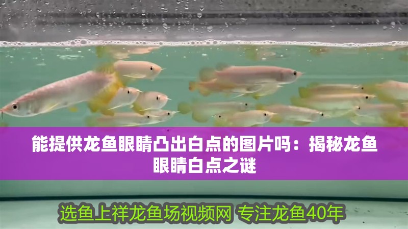 能提供龍魚眼睛凸出白點的圖片嗎：揭秘龍魚眼睛白點之謎