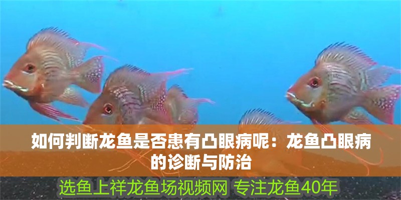 如何判斷龍魚是否患有凸眼病呢：龍魚凸眼病的診斷與防治