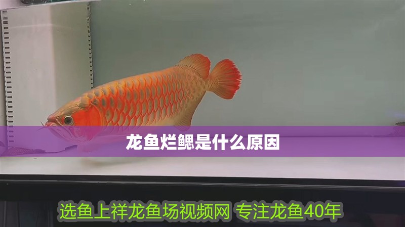 龍魚(yú)爛鰓是什么原因 龍魚(yú)爛鰓是什么原因 龍魚(yú)百科