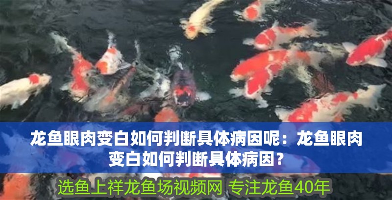 龍魚眼肉變白如何判斷具體病因呢：龍魚眼肉變白如何判斷具體病因？