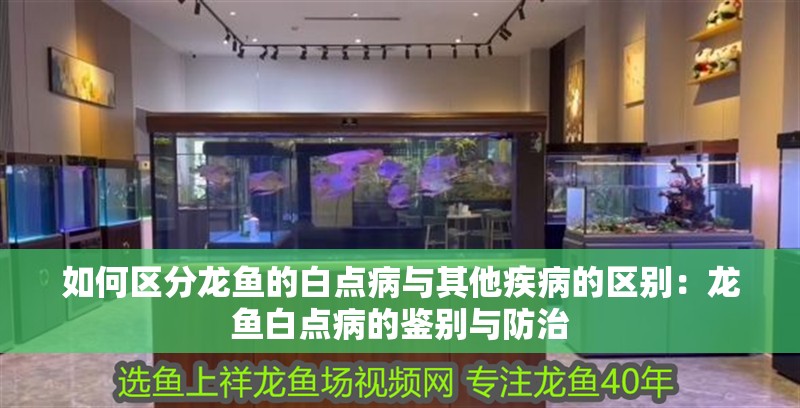 如何區(qū)分龍魚的白點(diǎn)病與其他疾病的區(qū)別：龍魚白點(diǎn)病的鑒別與防治