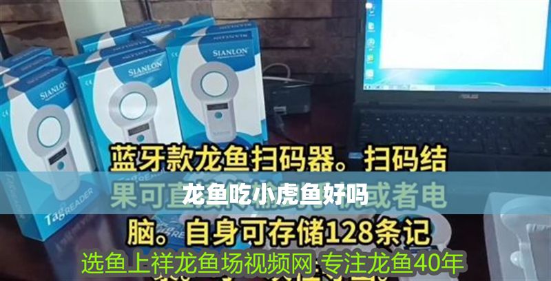 龍魚吃小虎魚好嗎