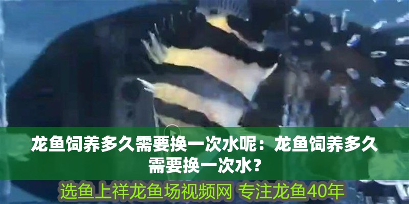 龍魚飼養(yǎng)多久需要換一次水呢：龍魚飼養(yǎng)多久需要換一次水？