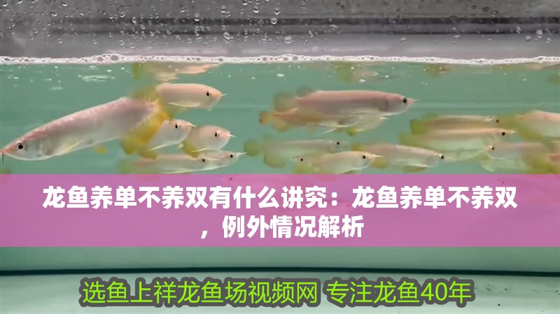 龍魚養單不養雙有什么講究：龍魚養單不養雙，例外情況解析