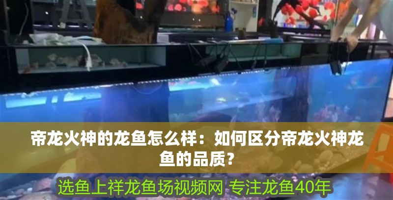 帝龍火神的龍魚怎么樣：如何區分帝龍火神龍魚的品質？