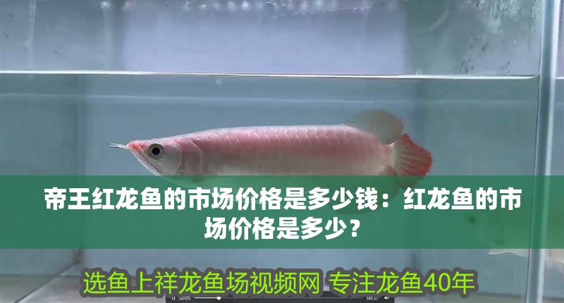 帝王紅龍魚的市場價格是多少錢：紅龍魚的市場價格是多少？