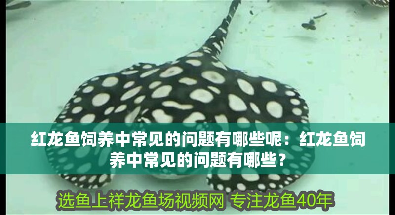 紅龍魚飼養中常見的問題有哪些呢：紅龍魚飼養中常見的問題有哪些？ 紅龍魚飼養中常見的問題有哪些呢：紅龍魚飼養中常見的問題有哪些？ 水族問答