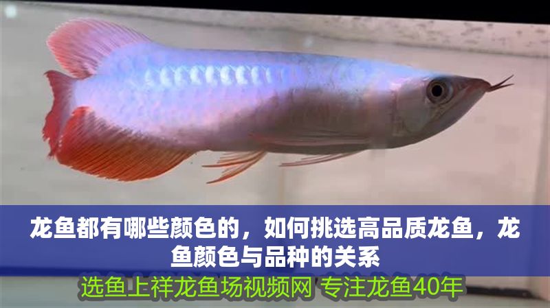 龍魚都有哪些顏色的，如何挑選高品質龍魚，龍魚顏色與品種的關系