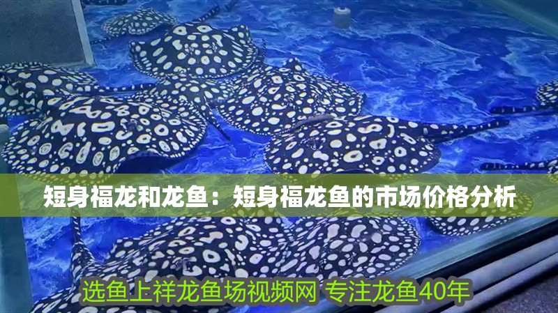 短身福龍和龍魚：短身福龍魚的市場價格分析