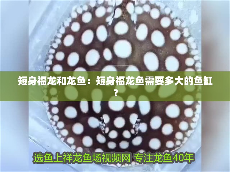 短身福龍和龍魚：短身福龍魚需要多大的魚缸？