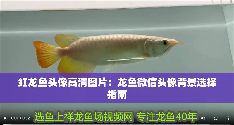 紅龍魚頭像高清圖片：龍魚微信頭像背景選擇指南