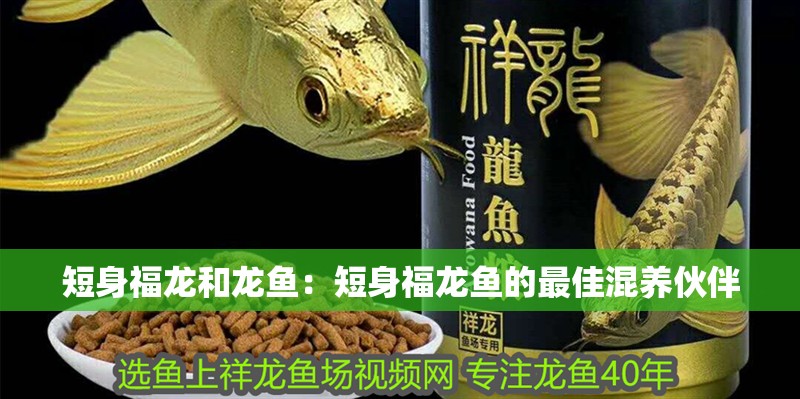 短身福龍和龍魚：短身福龍魚的最佳混養伙伴