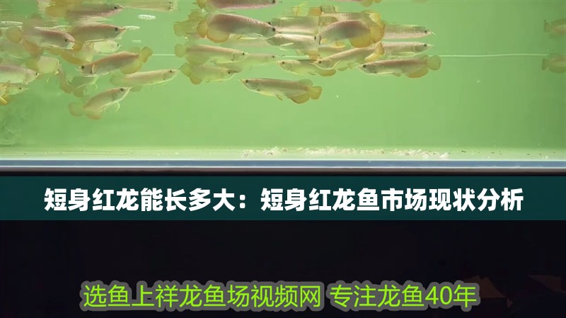 短身紅龍能長多大：短身紅龍魚市場現狀分析