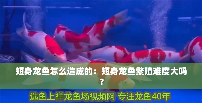 短身龍魚怎么造成的：短身龍魚繁殖難度大嗎？