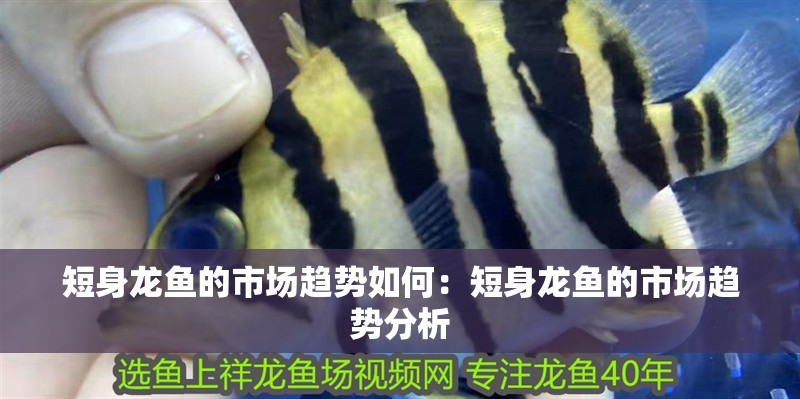 短身龍魚的市場趨勢如何：短身龍魚的市場趨勢分析