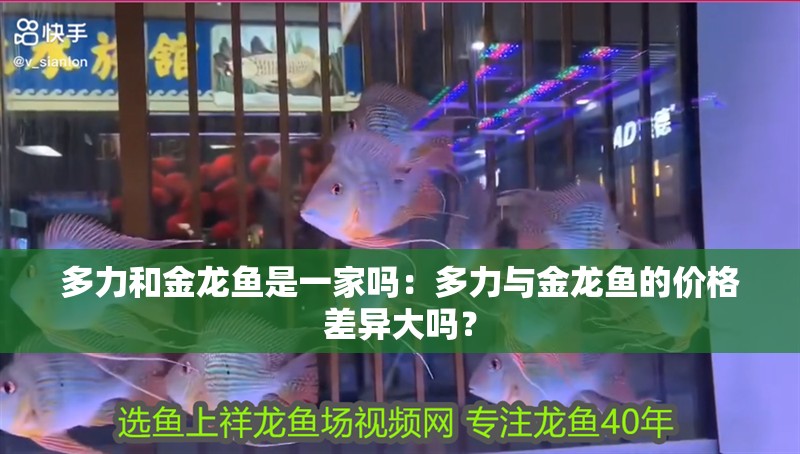 多力和金龍魚是一家嗎：多力與金龍魚的價格差異大嗎？