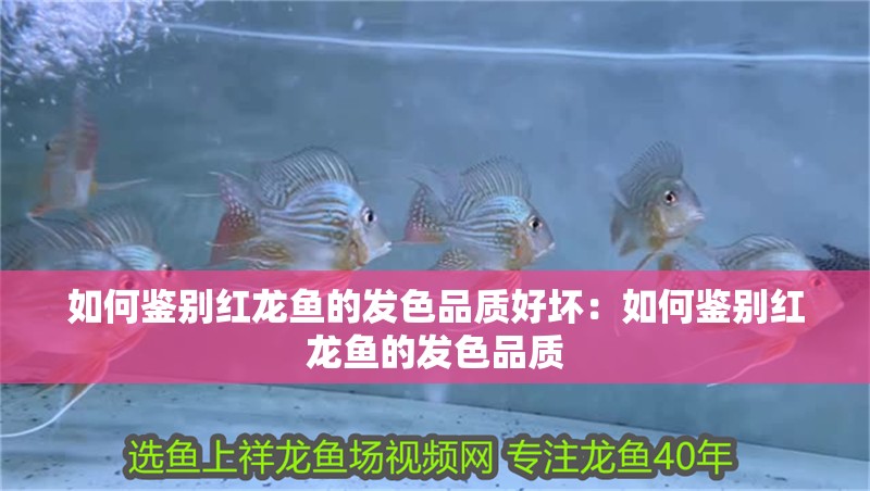 如何鑒別紅龍魚的發色品質好壞：如何鑒別紅龍魚的發色品質