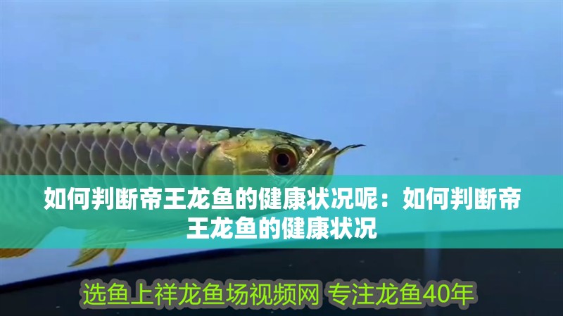 如何判斷帝王龍魚的健康狀況呢：如何判斷帝王龍魚的健康狀況