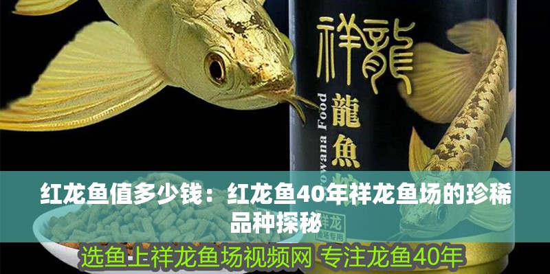 紅龍魚值多少錢：紅龍魚40年祥龍魚場的珍稀品種探秘