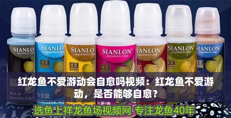 紅龍魚不愛游動會自愈嗎視頻：紅龍魚不愛游動，是否能夠自愈？