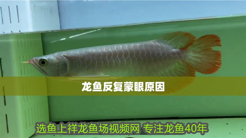 龍魚反復蒙眼原因