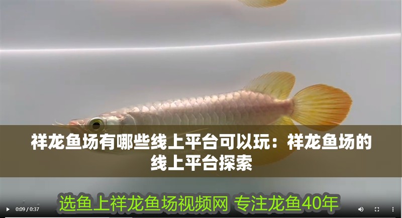 祥龍魚場有哪些線上平臺可以玩：祥龍魚場的線上平臺探索