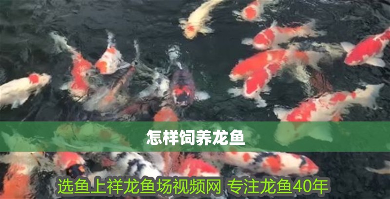 怎樣飼養龍魚