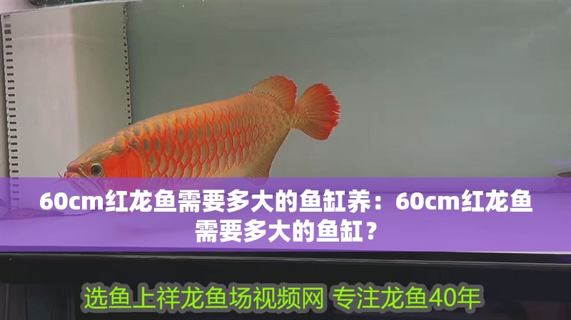 60cm紅龍魚(yú)需要多大的魚(yú)缸養(yǎng)：60cm紅龍魚(yú)需要多大的魚(yú)缸？
