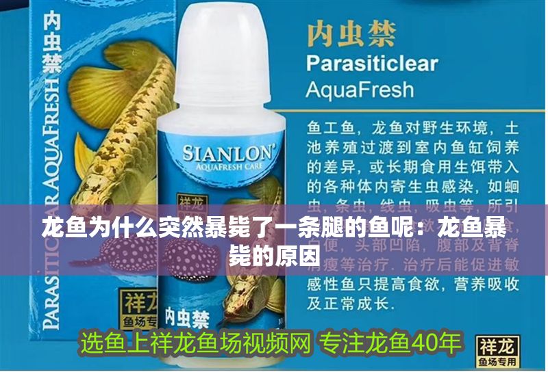 龍魚為什么突然暴斃了一條腿的魚呢：龍魚暴斃的原因