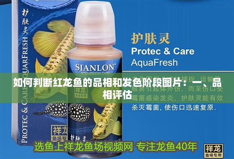 如何判斷紅龍魚的品相和發(fā)色階段圖片：一、品相評(píng)估