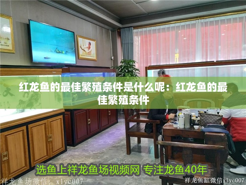 紅龍魚的最佳繁殖條件是什么呢：紅龍魚的最佳繁殖條件