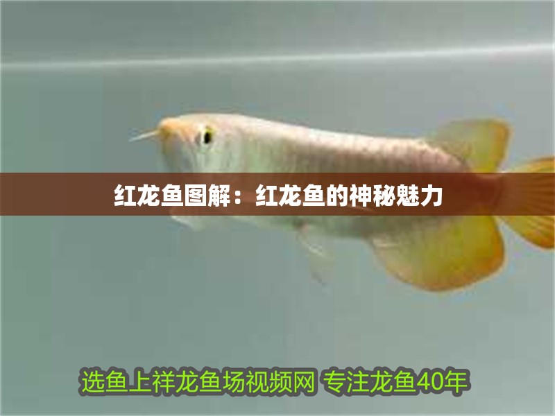 紅龍魚圖解：紅龍魚的神秘魅力
