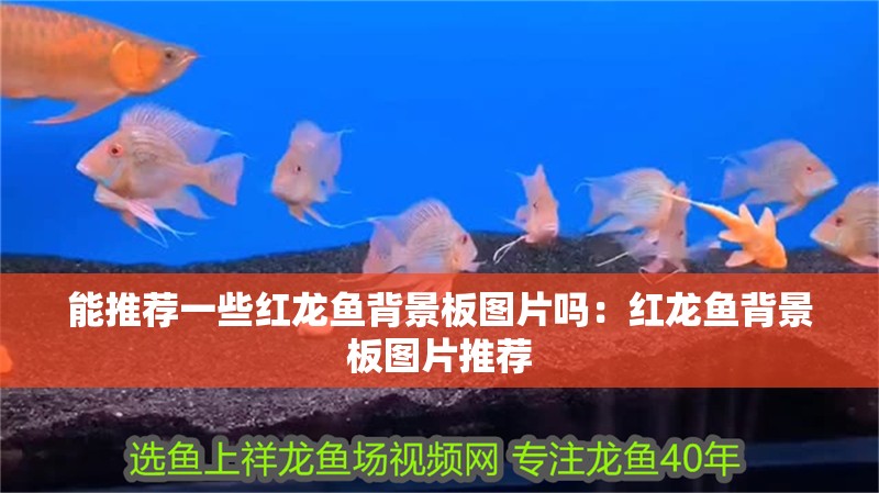 能推薦一些紅龍魚背景板圖片嗎：紅龍魚背景板圖片推薦