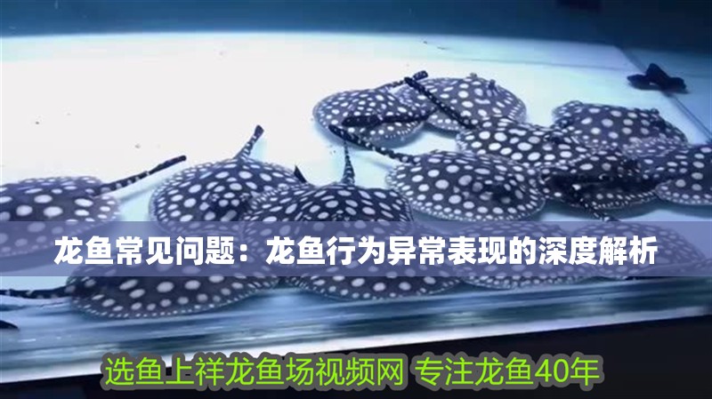 龍魚常見問題：龍魚行為異常表現(xiàn)的深度解析