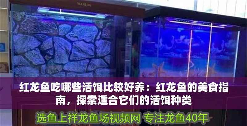 紅龍魚吃哪些活餌比較好養(yǎng)：紅龍魚的美食指南，探索適合它們的活餌種類
