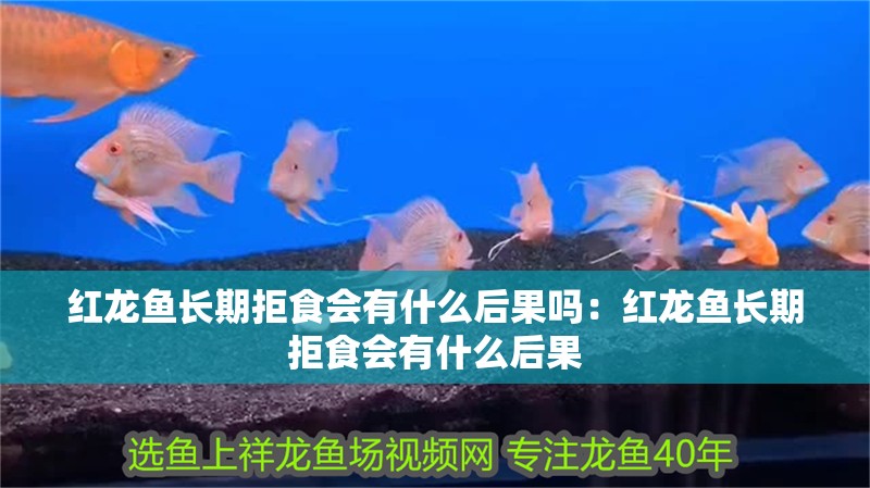 紅龍魚長期拒食會有什么后果嗎：紅龍魚長期拒食會有什么后果