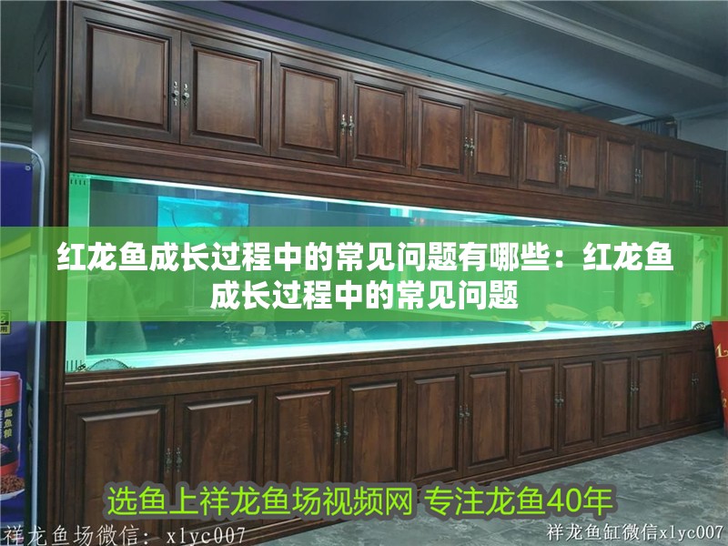 紅龍魚成長過程中的常見問題有哪些：紅龍魚成長過程中的常見問題